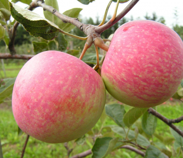 Яблоня Конфетное 2х-лет - лпх-первомайское.рф