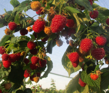 Малина Делнива - лпх-первомайское.рф