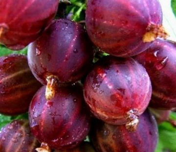 Консул - лпх-первомайское.рф