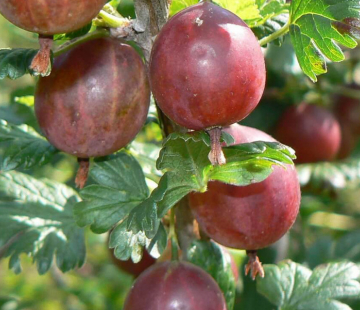 Садко(нет в наличии) - лпх-первомайское.рф