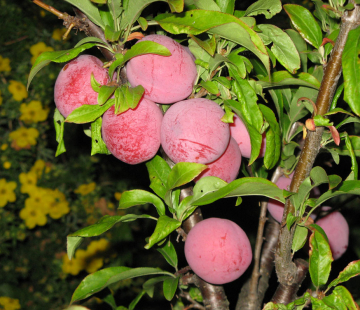 Ксения - лпх-первомайское.рф