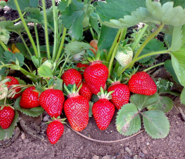 Клубника Квики - лпх-первомайское.рф