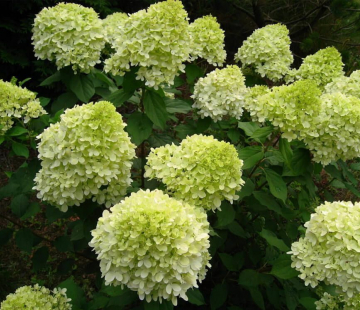 Гортензия" Лам лайт"  - лпх-первомайское.рф