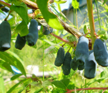 Лакомка - лпх-первомайское.рф