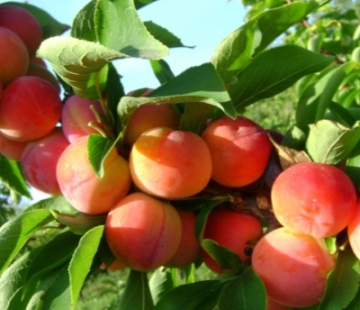 Людмила - лпх-первомайское.рф