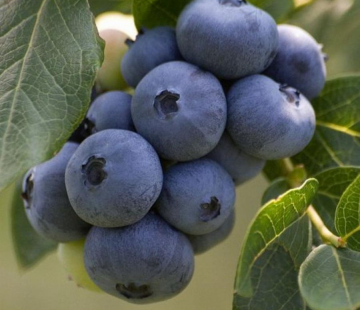 Билокси - лпх-первомайское.рф