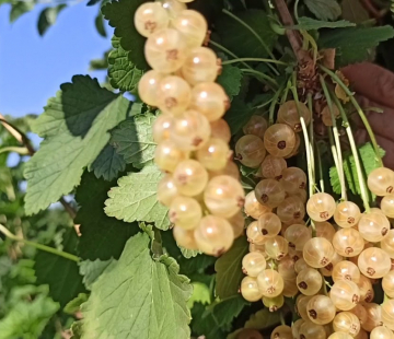 Смородина Алмазная(нет в наличии) - лпх-первомайское.рф