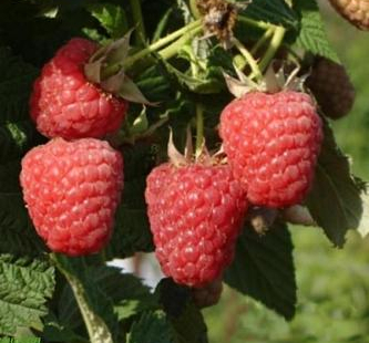 Малина Мираж - лпх-первомайское.рф