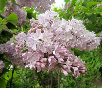 Тишина (нет в наличии) - лпх-первомайское.рф