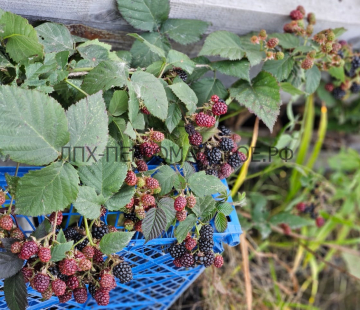 Навахо  - лпх-первомайское.рф