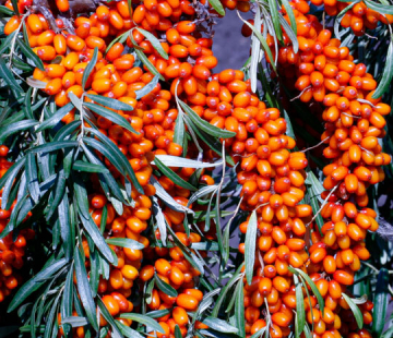 Огниво - лпх-первомайское.рф