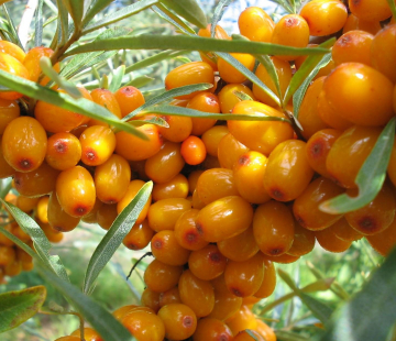 Подруга - лпх-первомайское.рф