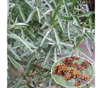 Мужская  (Алей)  - лпх-первомайское.рф