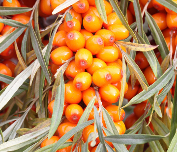 Солнечная - лпх-первомайское.рф