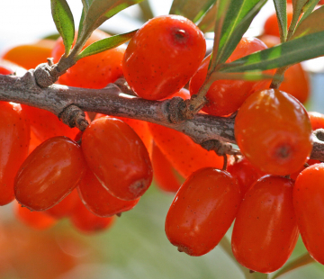 Улала - лпх-первомайское.рф