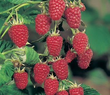 Малина Краса России - лпх-первомайское.рф