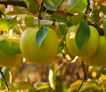 Яблоня Папироянтарное 3х-лет( нет в наличии) - лпх-первомайское.рф