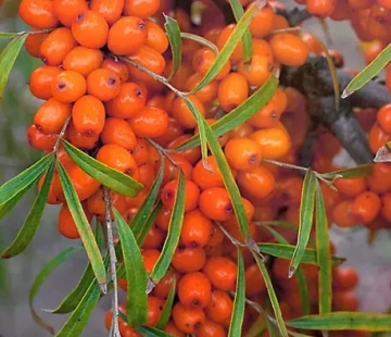 Чуйская - лпх-первомайское.рф