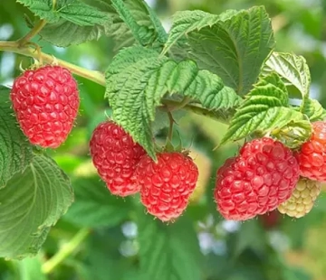 Малина Вайолет - лпх-первомайское.рф