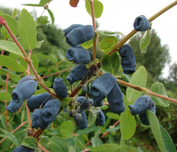 Золушка - лпх-первомайское.рф