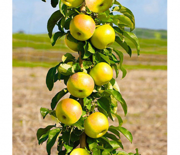 Президент - лпх-первомайское.рф