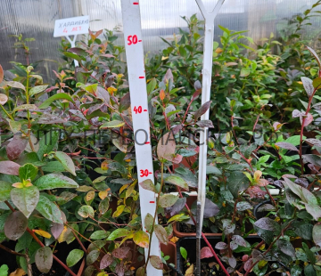 Река( нет в наличии) - лпх-первомайское.рф