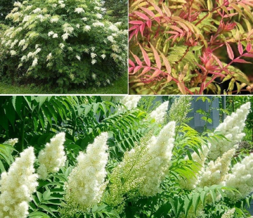 Рябинник рябинолистный - лпх-первомайское.рф