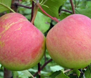 Яблоня Родниковая 3х-лет - лпх-первомайское.рф