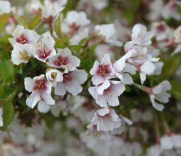 Койо-но-май - лпх-первомайское.рф