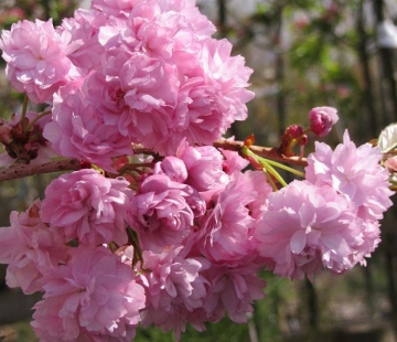 Ошидори ( нет в наличии) - лпх-первомайское.рф