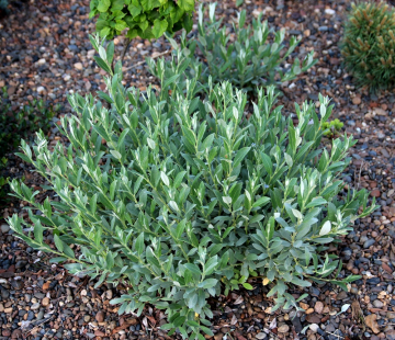  Ива черничная - лпх-первомайское.рф