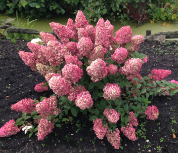 Гортензия "Сандей Фрайз" - лпх-первомайское.рф