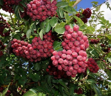 Гранатная - лпх-первомайское.рф