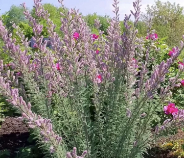 Мирикария - лпх-первомайское.рф