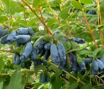 Аврора - лпх-первомайское.рф