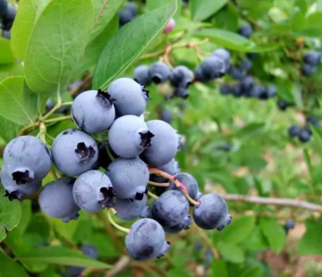 Торо - лпх-первомайское.рф