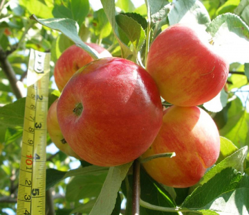 Яблоня Серебряное копытце 3х-лет - лпх-первомайское.рф