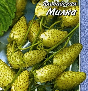 земляника Милка(нет в наличии) - лпх-первомайское.рф - Екатеринбург