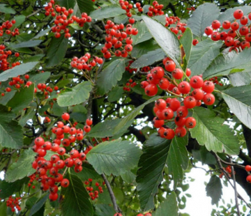 Шведская - лпх-первомайское.рф