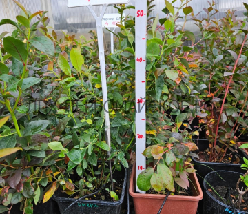 Сиерра (нет в наличии) - лпх-первомайское.рф