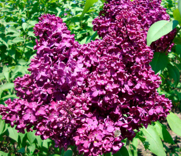 Индия - лпх-первомайское.рф