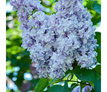 Небо москвы( нет в наличии) - лпх-первомайское.рф