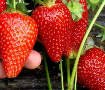 Клубника Брилла( нет в наличии) - лпх-первомайское.рф