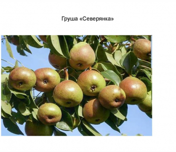 Груша Северянка - лпх-первомайское.рф