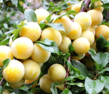  Белоснежка - лпх-первомайское.рф