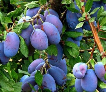  Чебаркульская (нет в наличии) - лпх-первомайское.рф