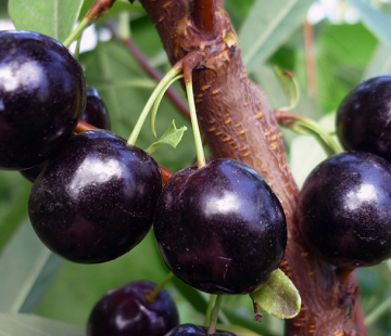 Омская ночка (нет в наличии) - лпх-первомайское.рф