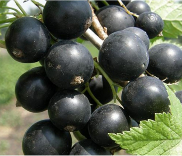 Смородина Монисто - лпх-первомайское.рф