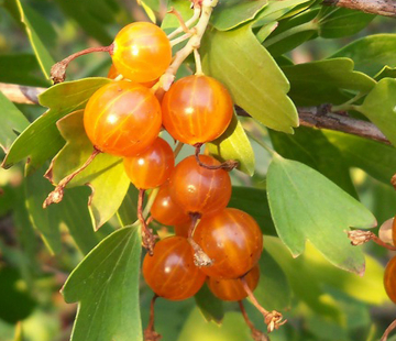 Золотистая смородина ( Солнышко) - лпх-первомайское.рф