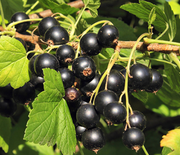 Смородина Кавалер - лпх-первомайское.рф